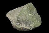 Pyrite Replaced Brachiopod (Paraspirifer) Fossil - Ohio #135564-2